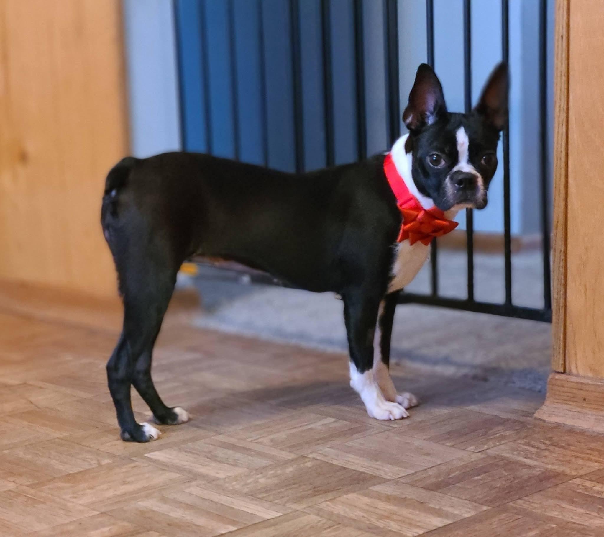 Enlarge Arwen in MN, an adoptable Boston Terrier in Minneapolis, MN image 3/6