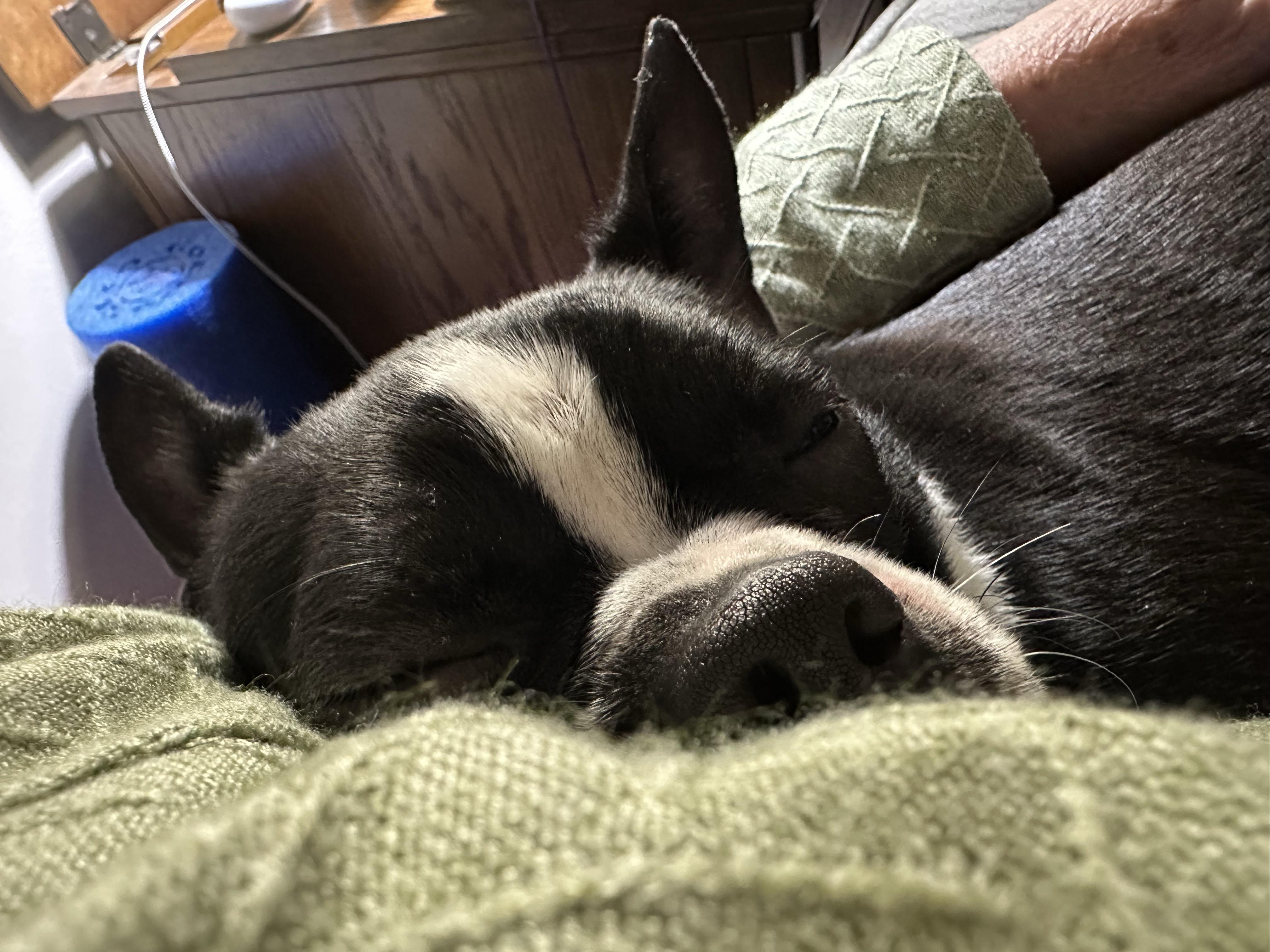 Enlarge Arwen in NE, a Adoptable Boston Terrier in Elkhorn, NE image 3/3
