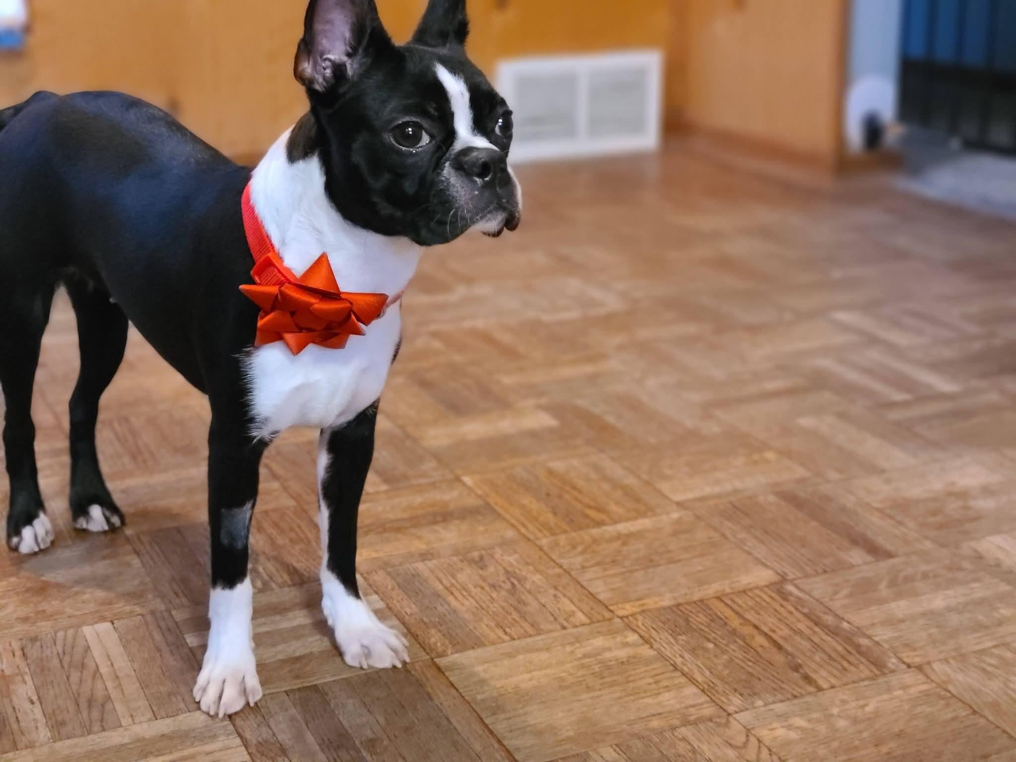 Enlarge Arwen in MN, an adoptable Boston Terrier in Minneapolis, MN image 4/6