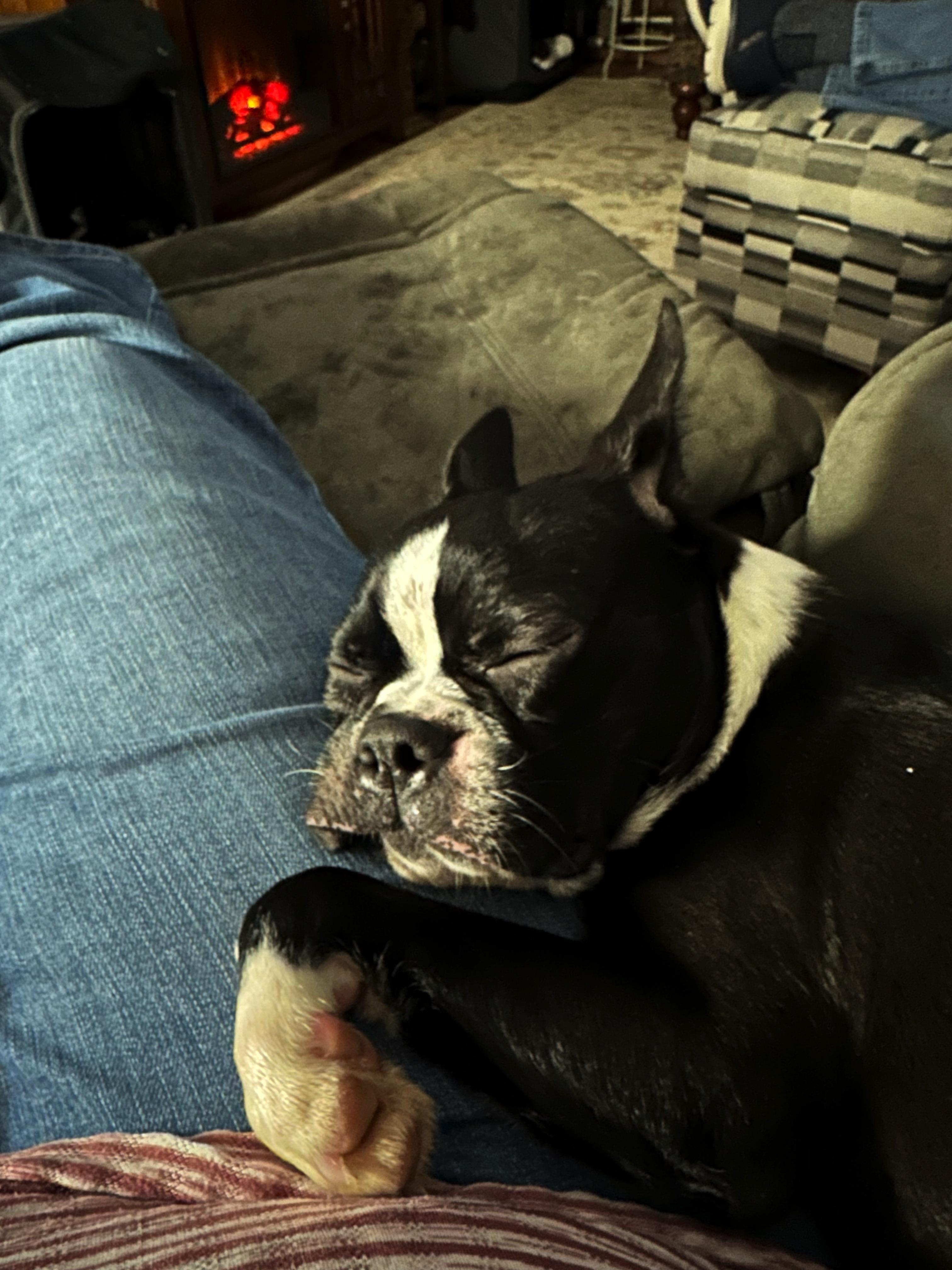 Enlarge Arwen in NE, a Adoptable Boston Terrier in Elkhorn, NE image 2/3