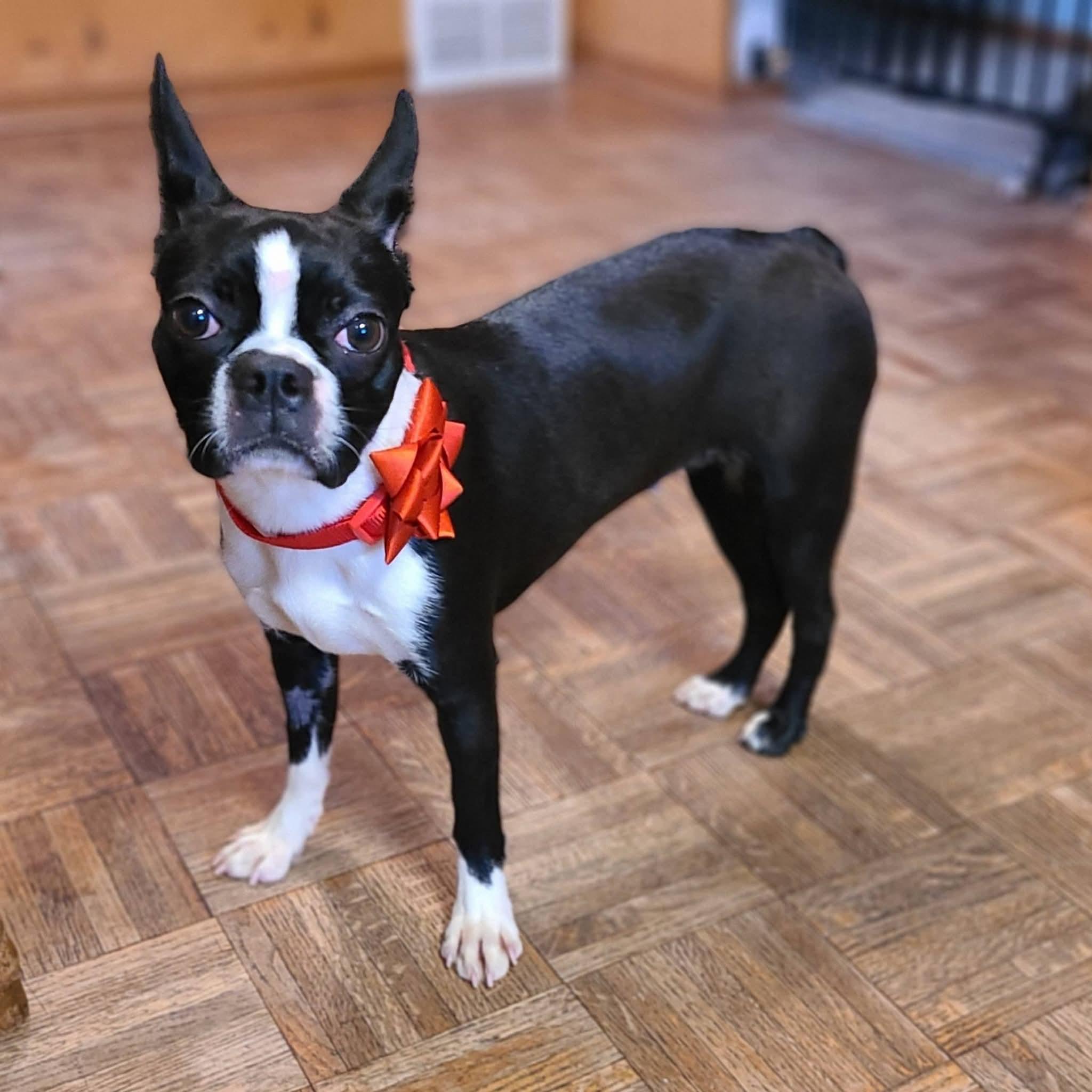 Arwen in MN, adoptable, Puppy Female Boston Terrier.