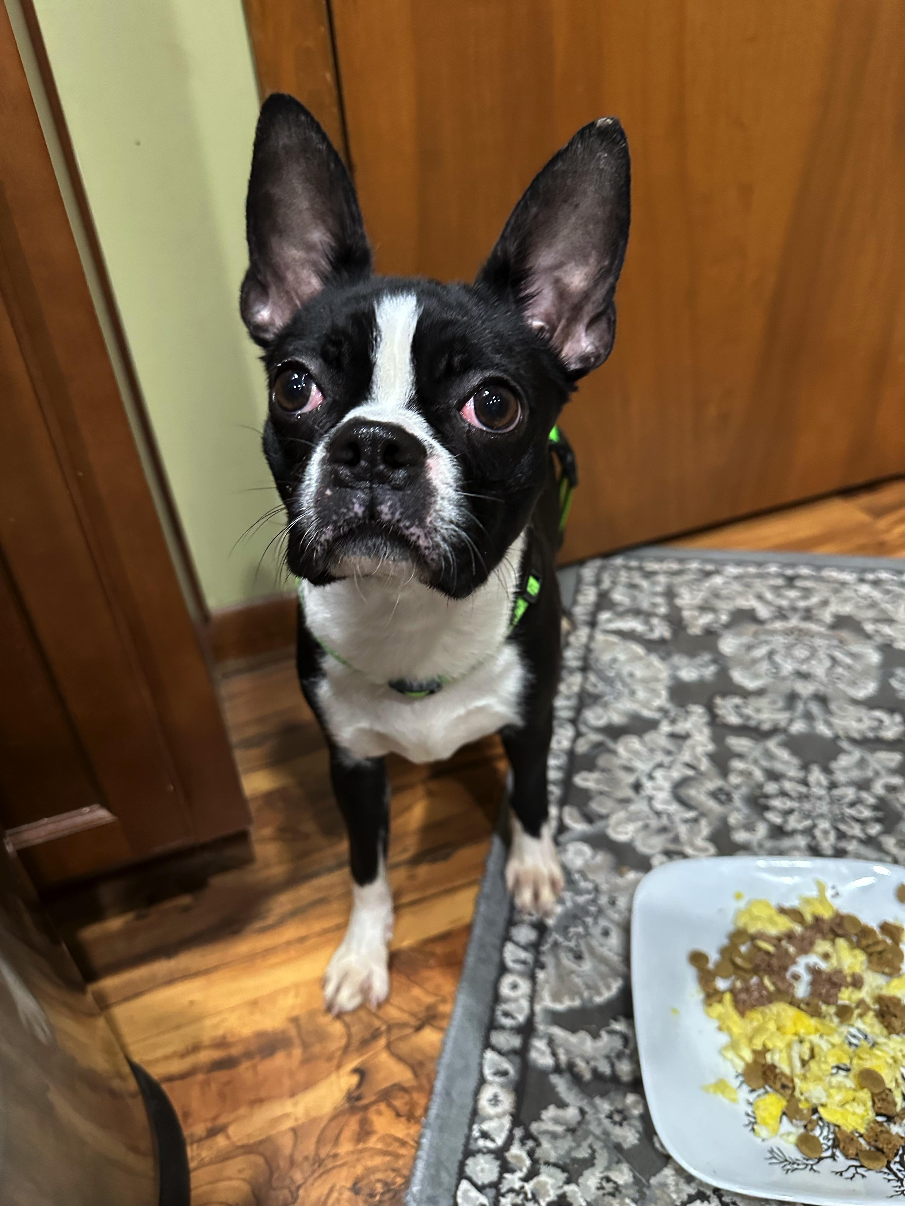 Arwen in, Adoptable, Puppy Female Boston Terrier.