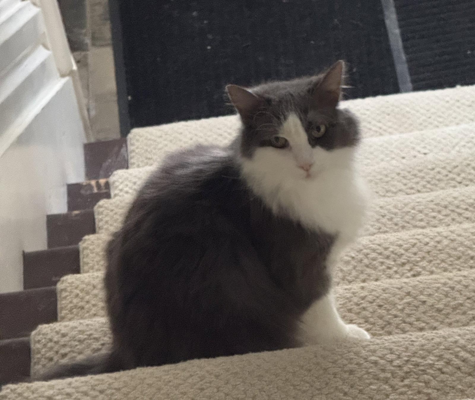Enlarge Pearl - Sponsored by Alison W., a Adoptable Domestic Medium Hair in Markham, ON image 1/3