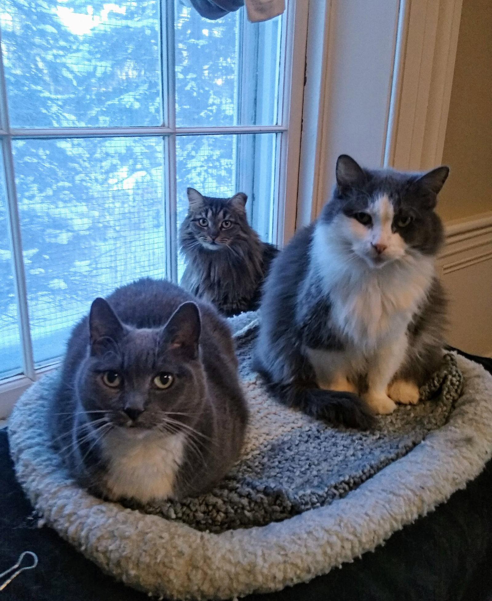 Enlarge Pearl - Sponsored by Alison W., a Adoptable Domestic Medium Hair in Markham, ON image 2/3