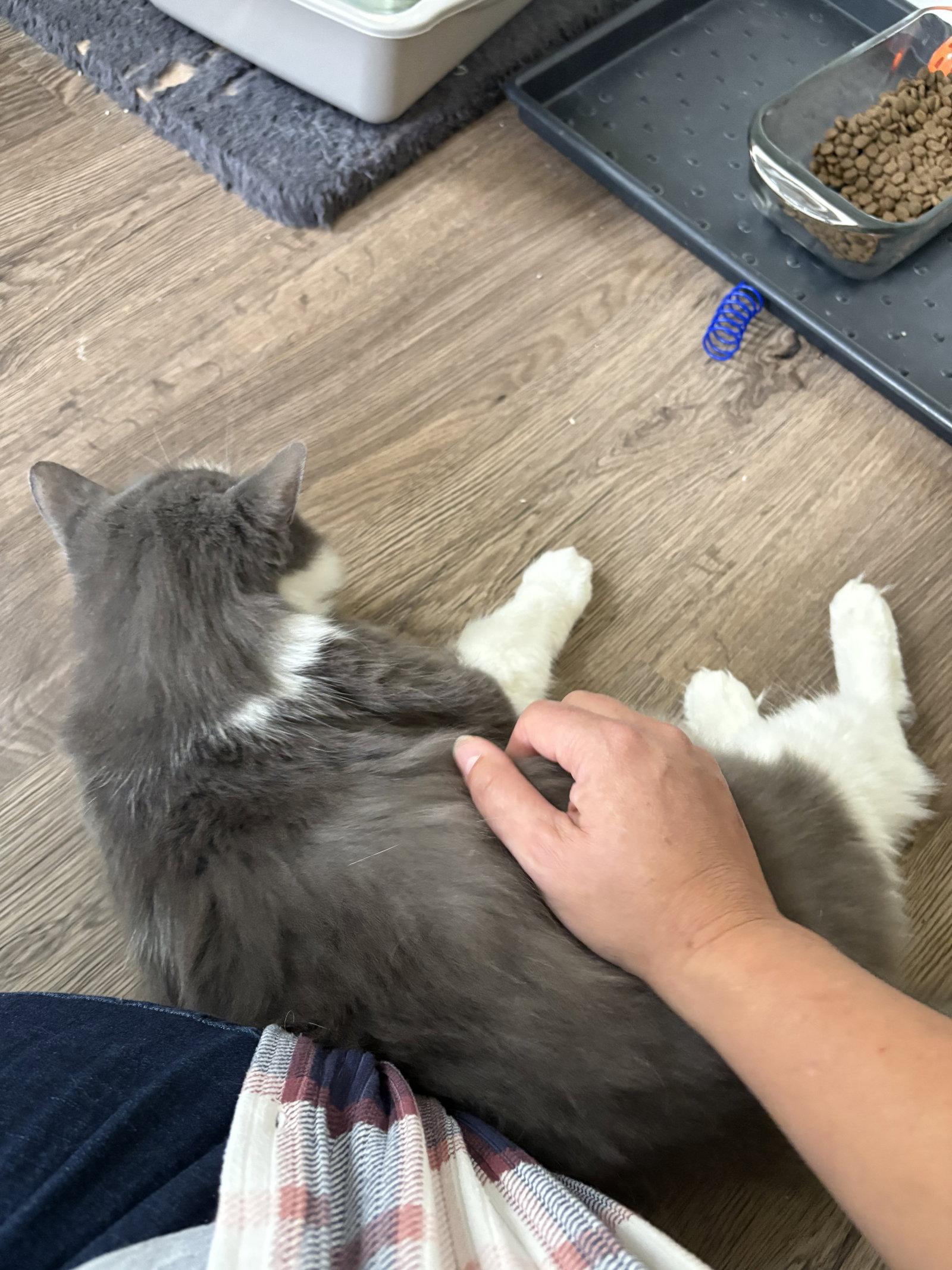Enlarge Pearl - Sponsored by Alison W., a Adoptable Domestic Medium Hair in Markham, ON image 3/3