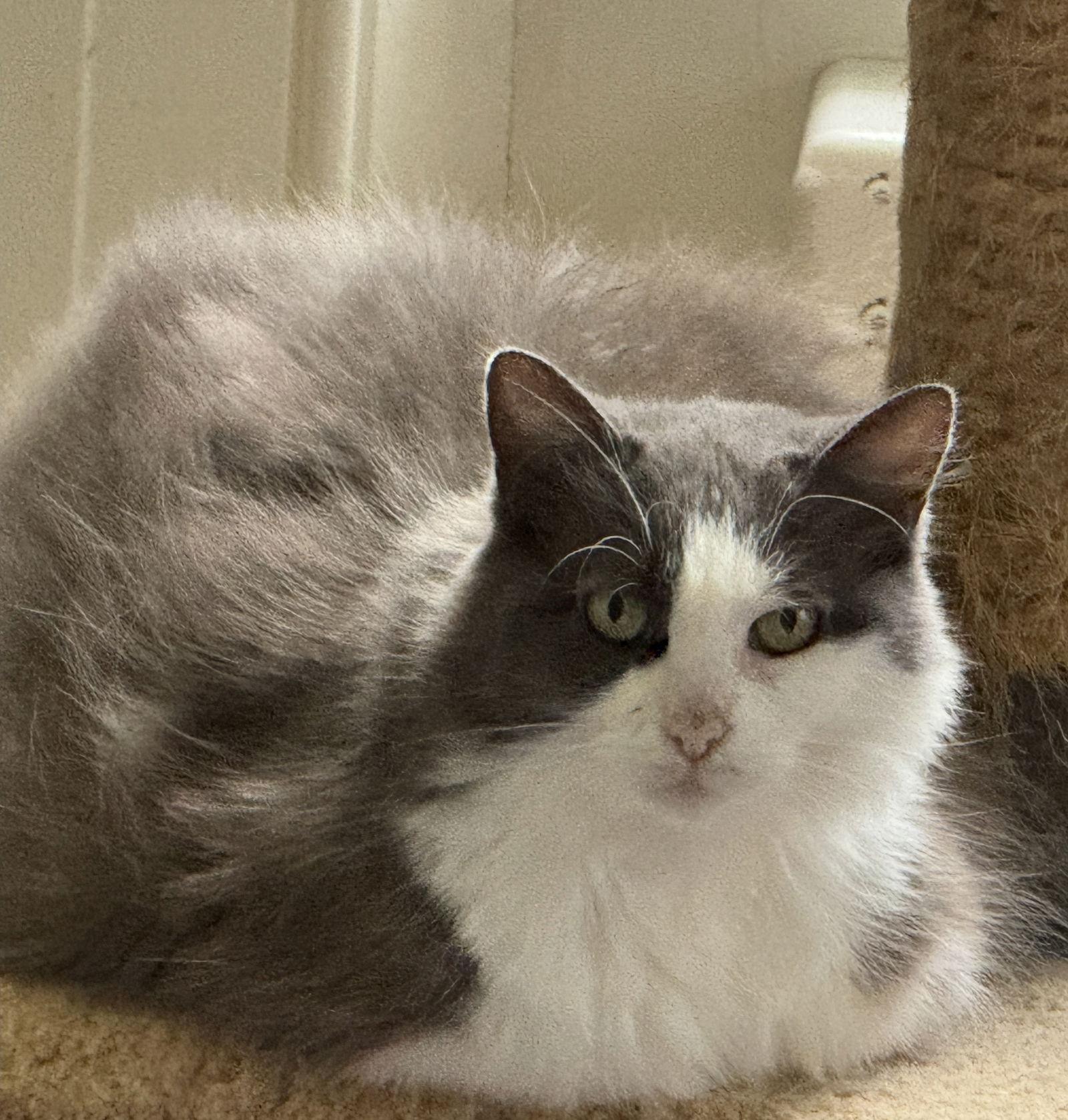 Pearl - Sponsored by Alison W., Adoptable, Adult Female Domestic Medium Hair.