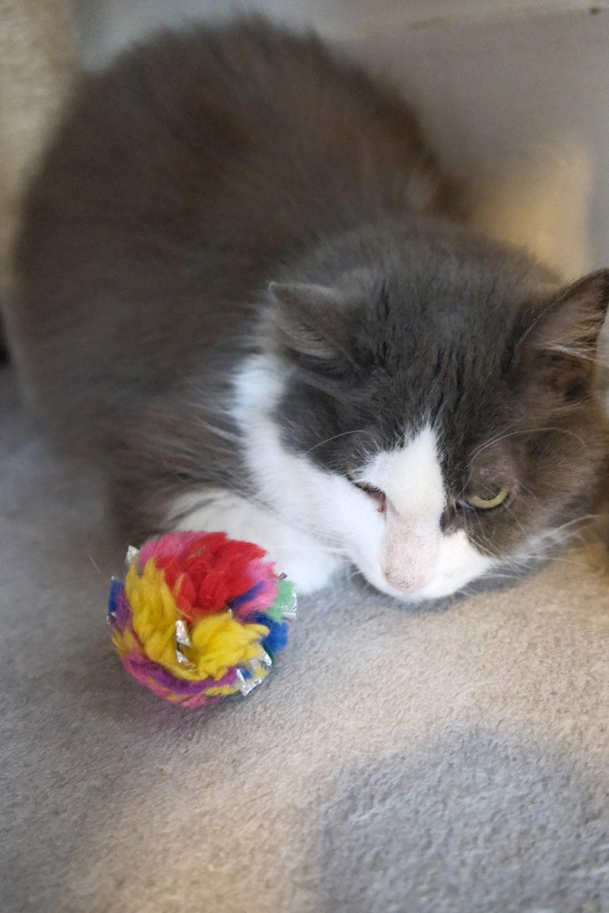 Enlarge Pearl - Sponsored by Alison W., a Adoptable Domestic Medium Hair in Markham, ON image 3/3