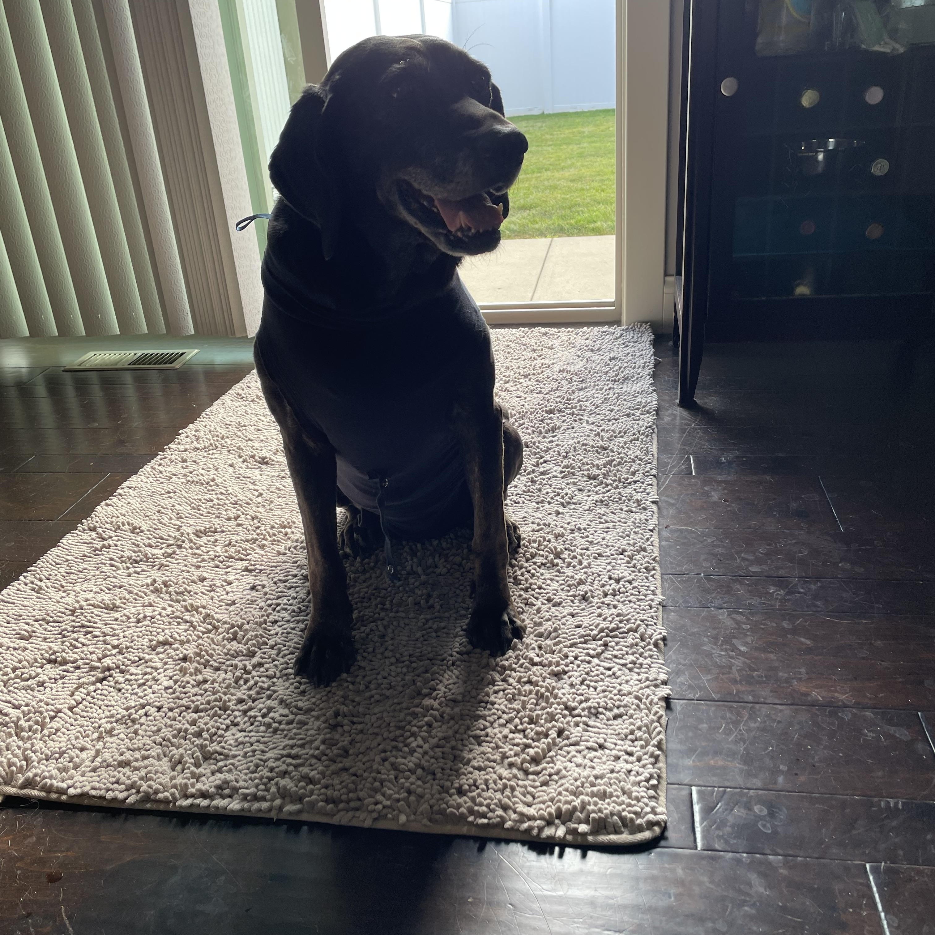 Enlarge Sadie, a Adoptable mixed breed in Indianapolis, IN image 2/4