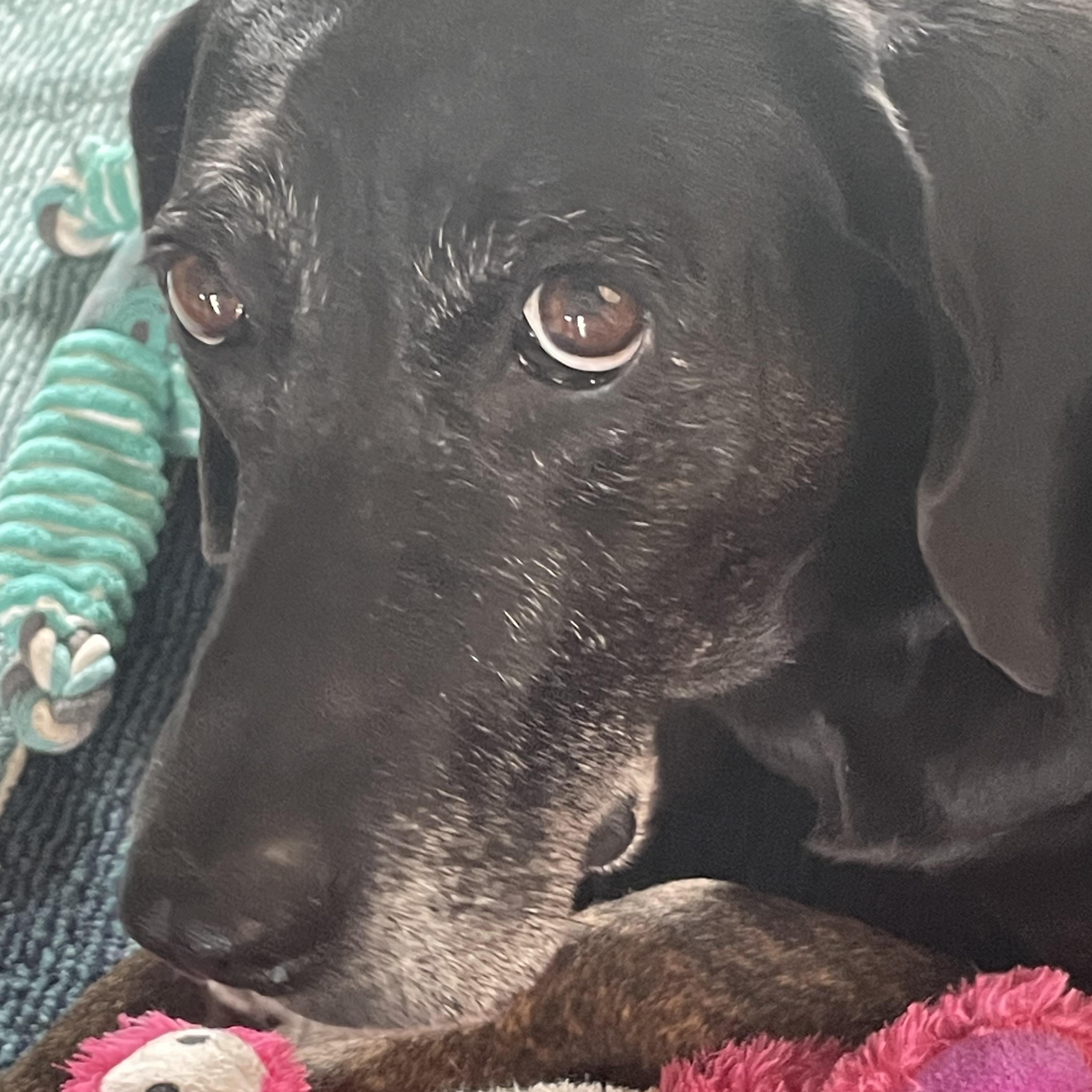 Enlarge Sadie, a Adoptable mixed breed in Indianapolis, IN image 3/4