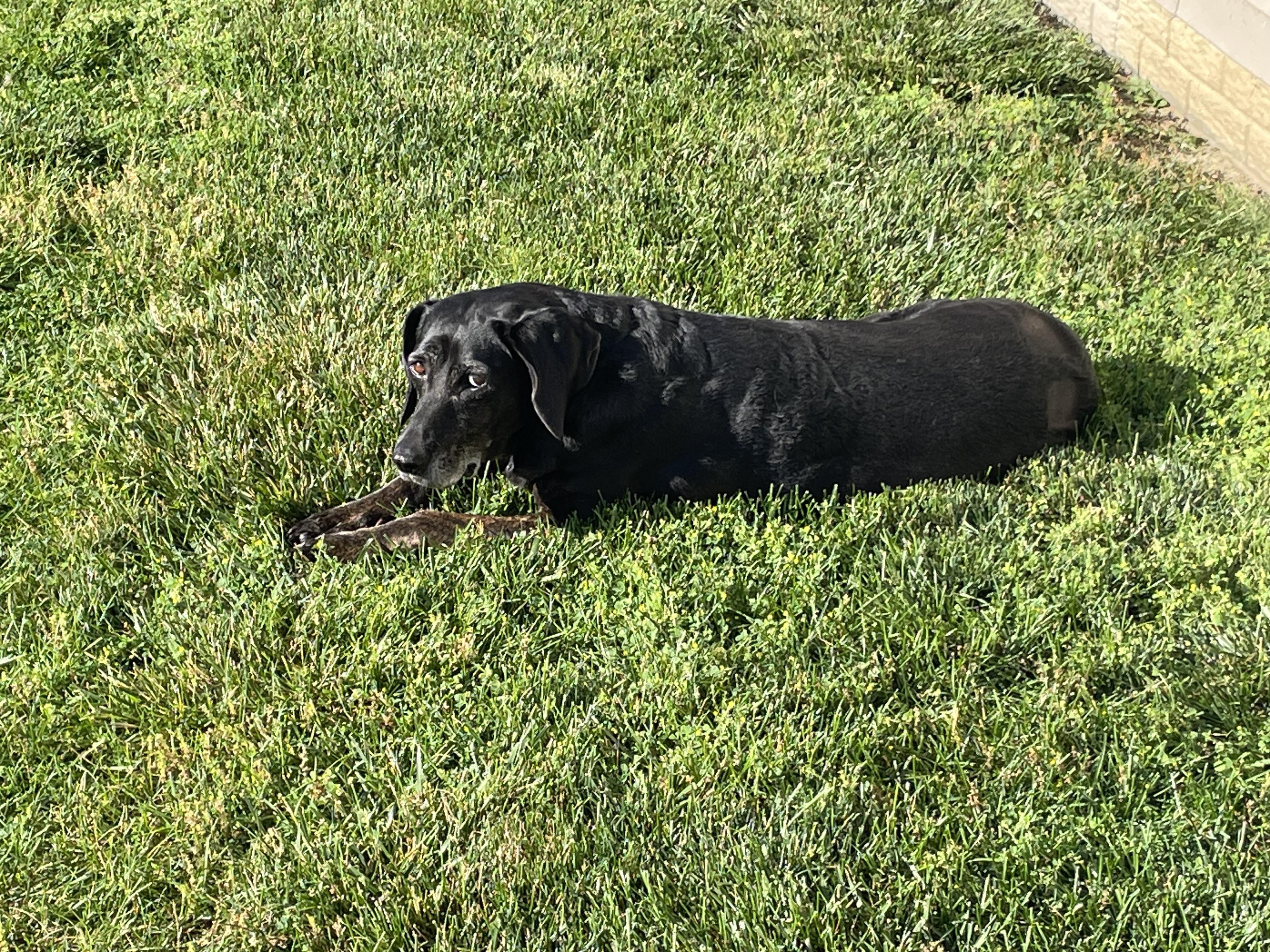 Enlarge Sadie, a Adoptable mixed breed in Indianapolis, IN image 4/4