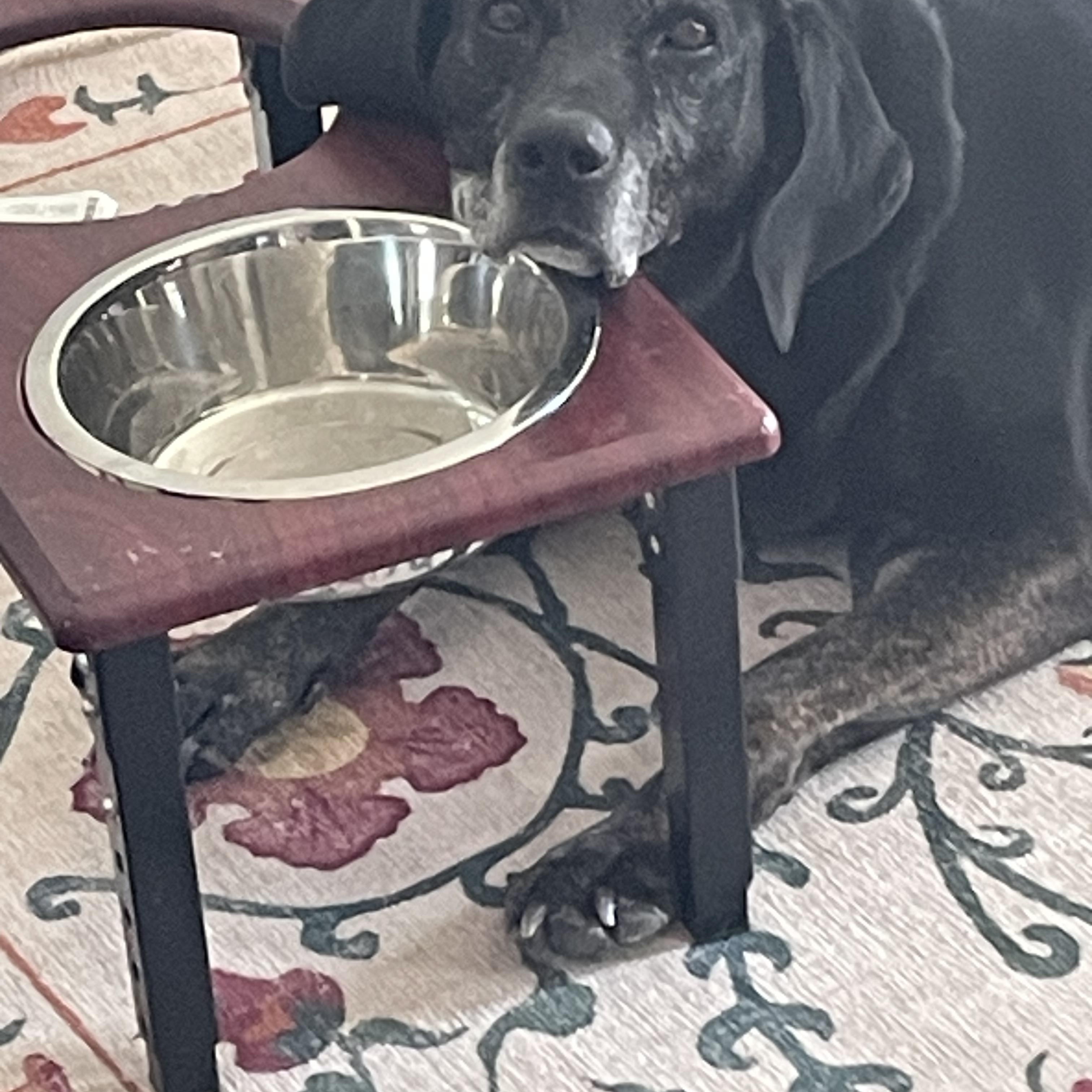 Sadie, Adoptable, Adult Female Black Labrador Retriever.