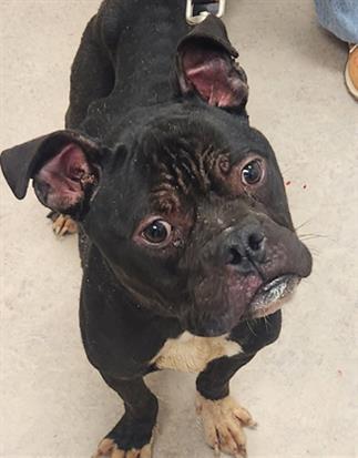 Enlarge ALFRED, a Adoptable mixed breed in Saginaw, MI image 1/1
