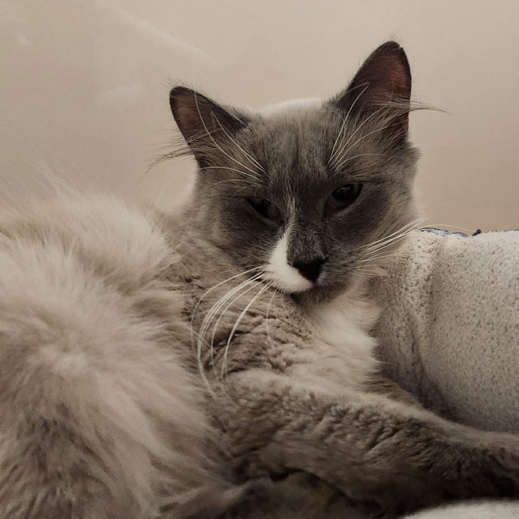 Smokey, a Adoptable Domestic Long Hair in Watertown, NY image 2/3