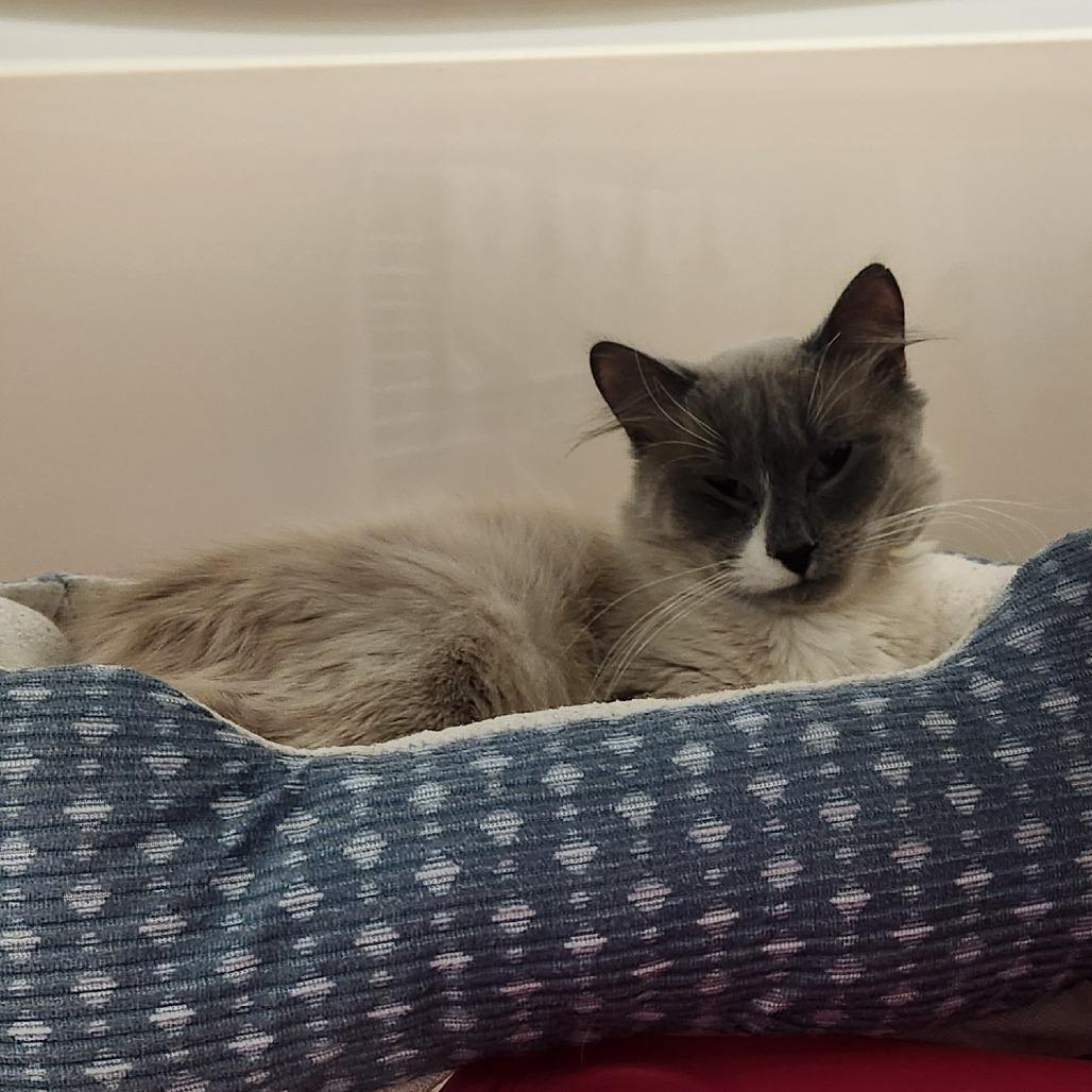 Smokey, a Adoptable Domestic Long Hair in Watertown, NY image 3/3