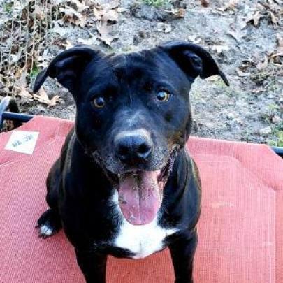 Enlarge Rocky, a Adoptable mixed breed in Lexington, SC image 1/4