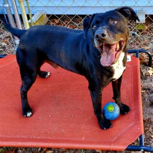 Enlarge Rocky, a Adoptable mixed breed in Lexington, SC image 3/4