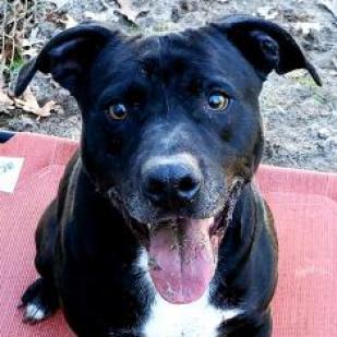 Enlarge Rocky, a Adoptable mixed breed in Lexington, SC image 4/4