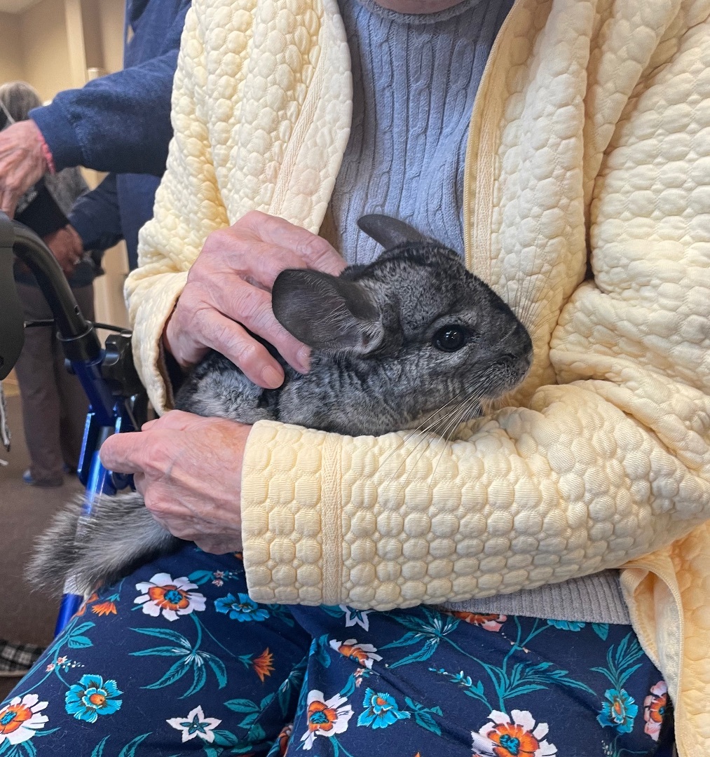 Enlarge Mickey *SINGLE CHIN*, a Adoptable Chinchilla in Edgewood, WA image 3/3