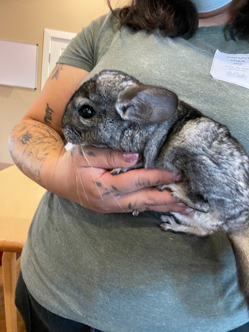 Enlarge Mickey *SINGLE CHIN*, a Adoptable Chinchilla in Edgewood, WA image 2/3