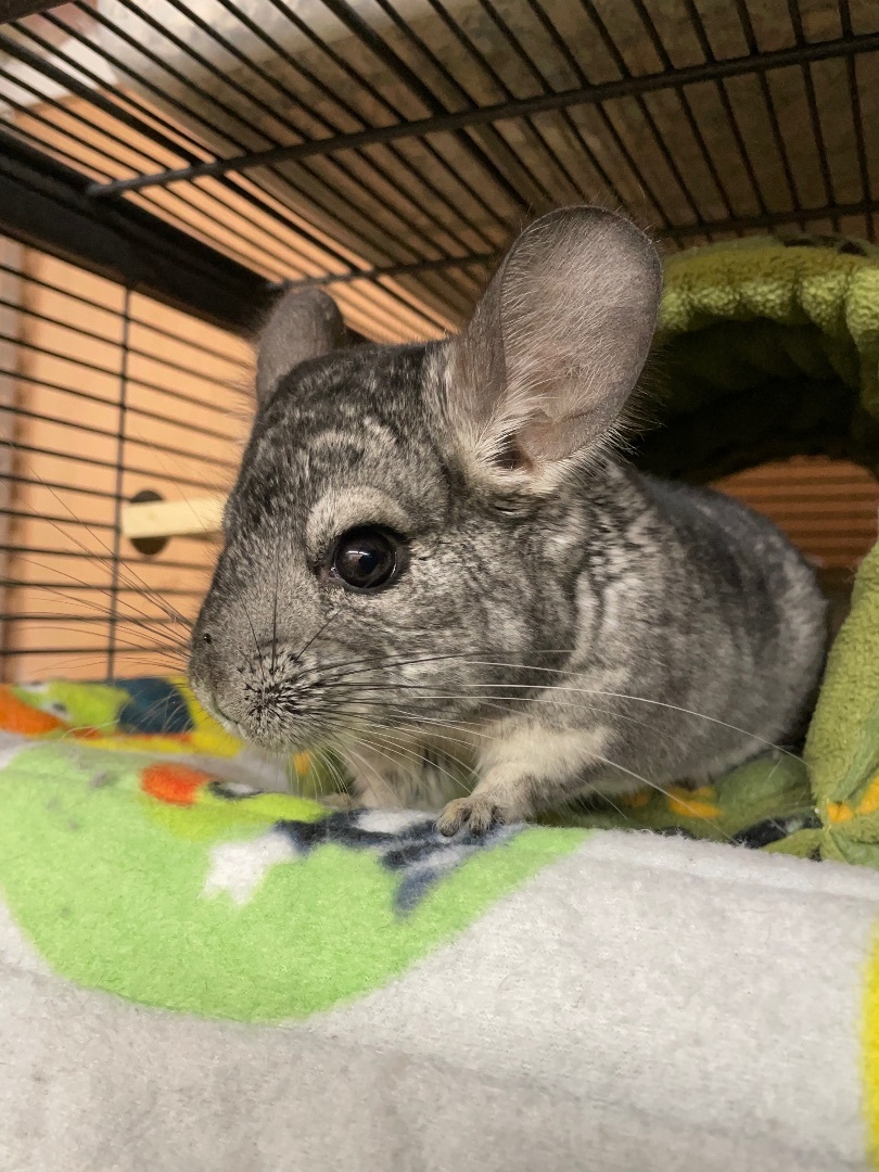 Enlarge Mickey *SINGLE CHIN*, a Adoptable Chinchilla in Edgewood, WA image 1/3