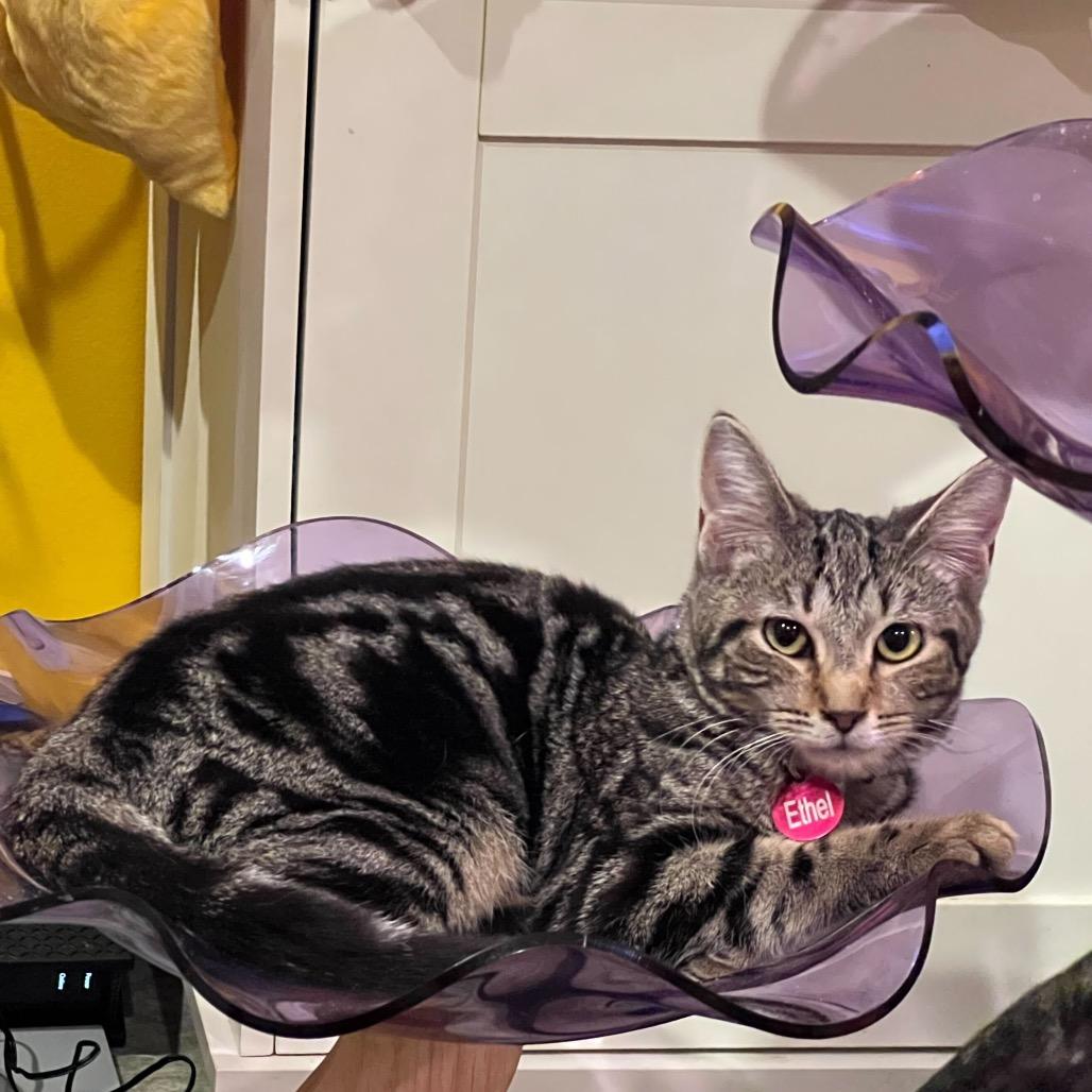 Enlarge Ethel, a Adoptable Domestic Short Hair in Howard beach, NY image 1/1