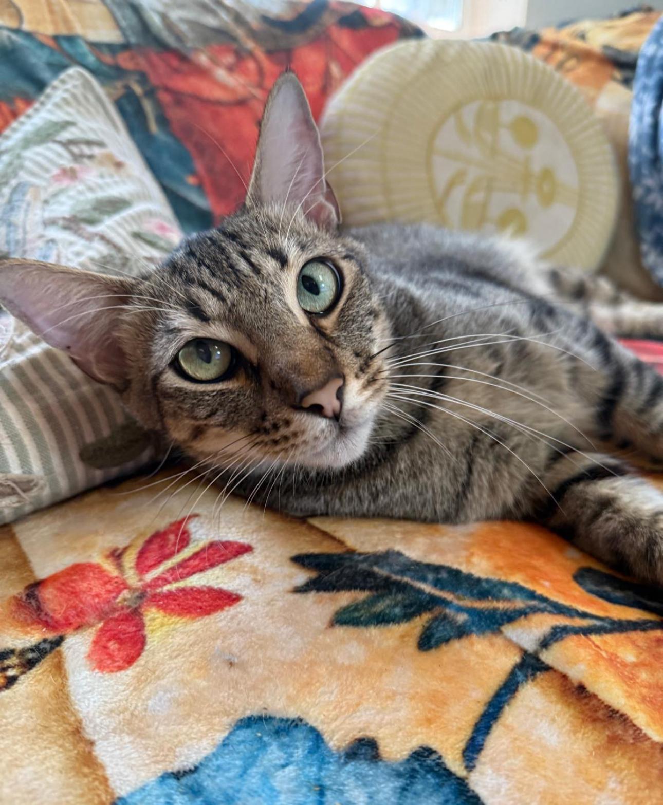Enlarge Oliver Twist, a Adopted American Shorthair in Boston, MA image 2/5