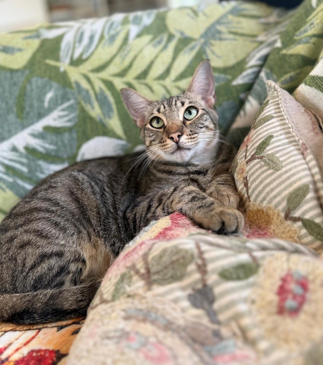Enlarge Oliver Twist, a Adopted American Shorthair in Boston, MA image 4/5