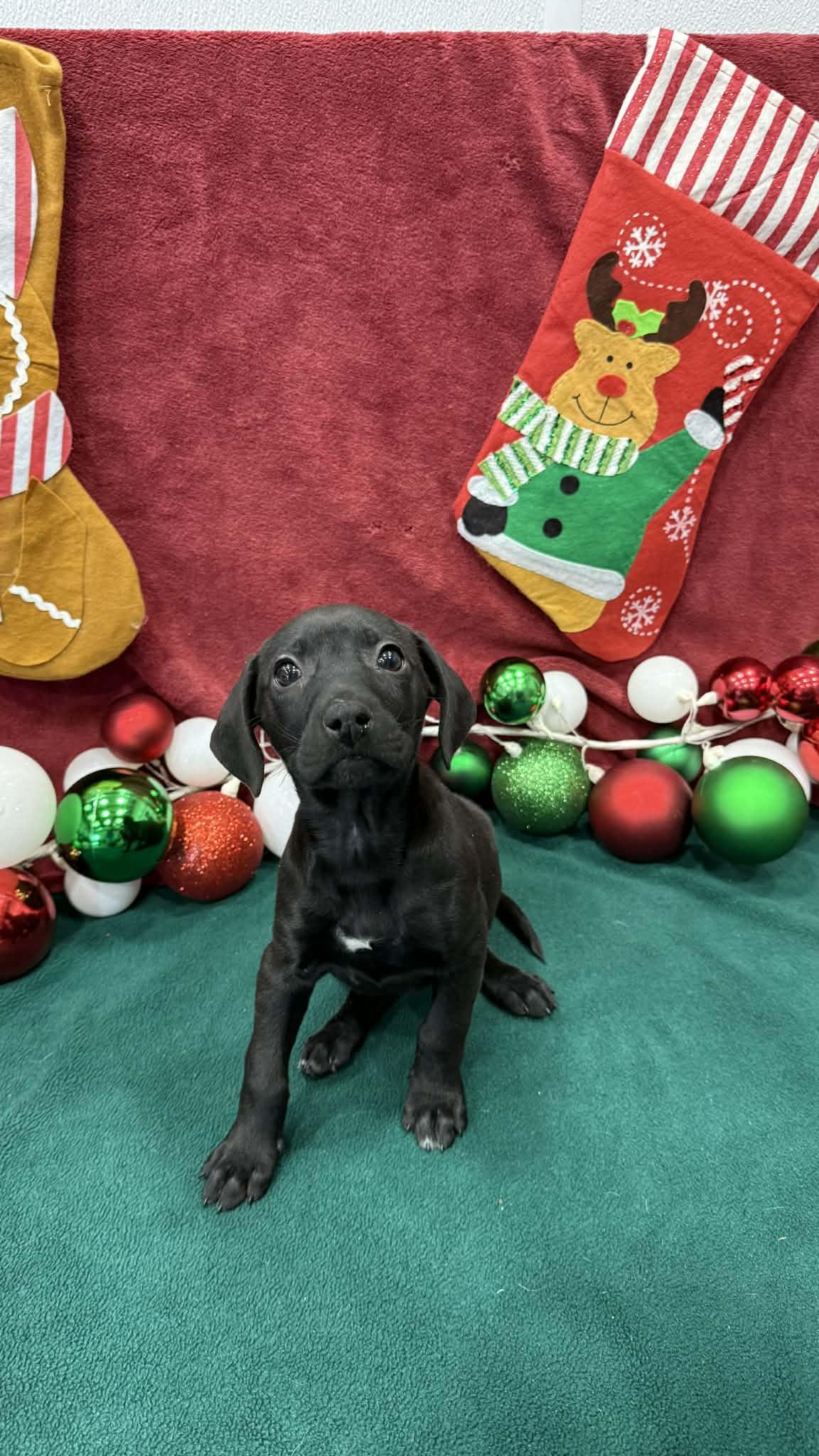 Enlarge Amie, a ADOPTABLE mixed breed in Kalamazoo, MI image 1/1