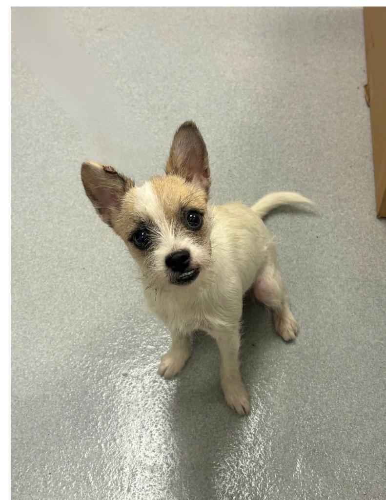 Grapes, Adoptable, Puppy Female Terrier & Mixed Breed.