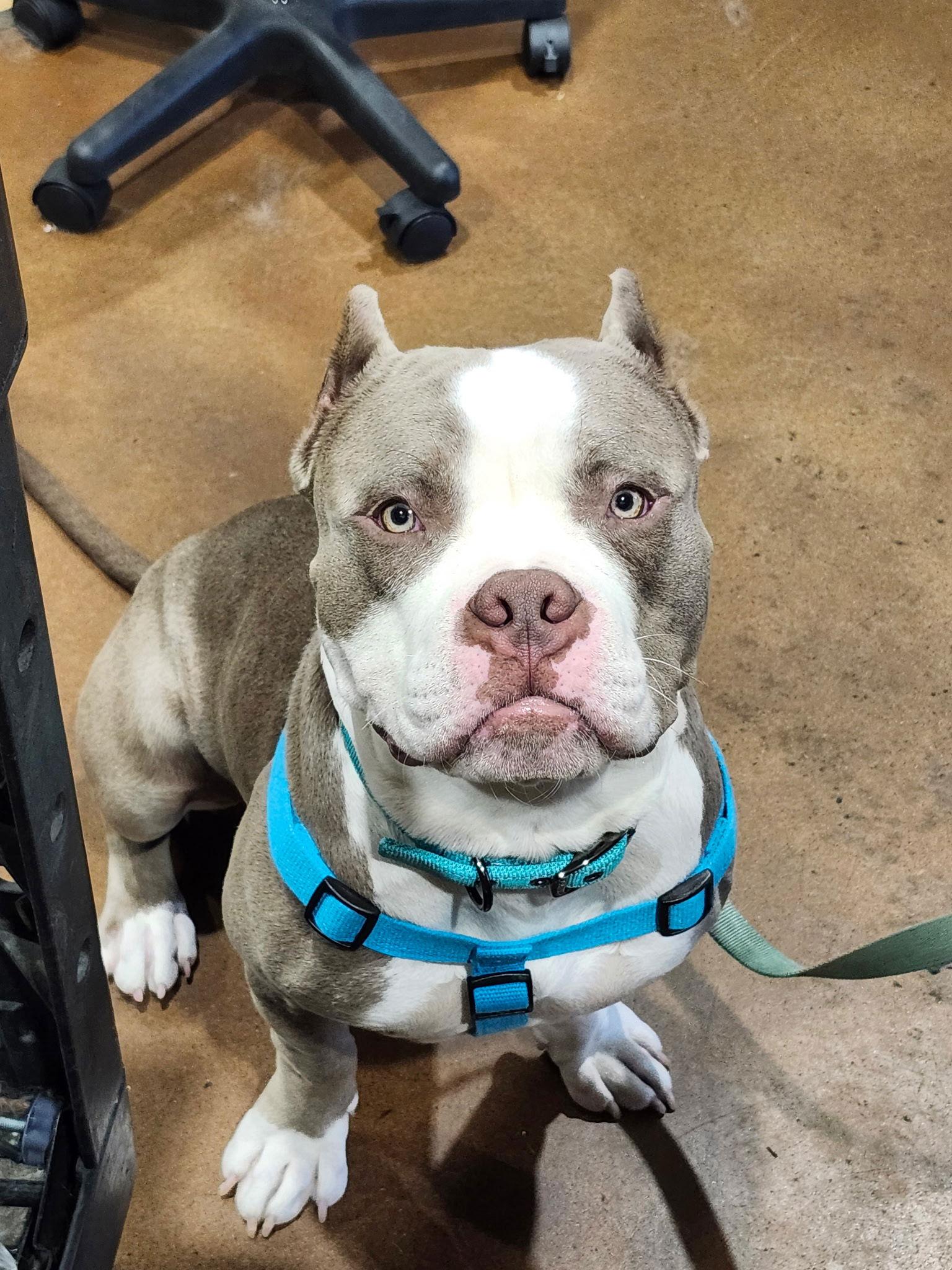 Enlarge Argo (on home trial), a Adopted Pit Bull Terrier in Antioch, TN image 1/1