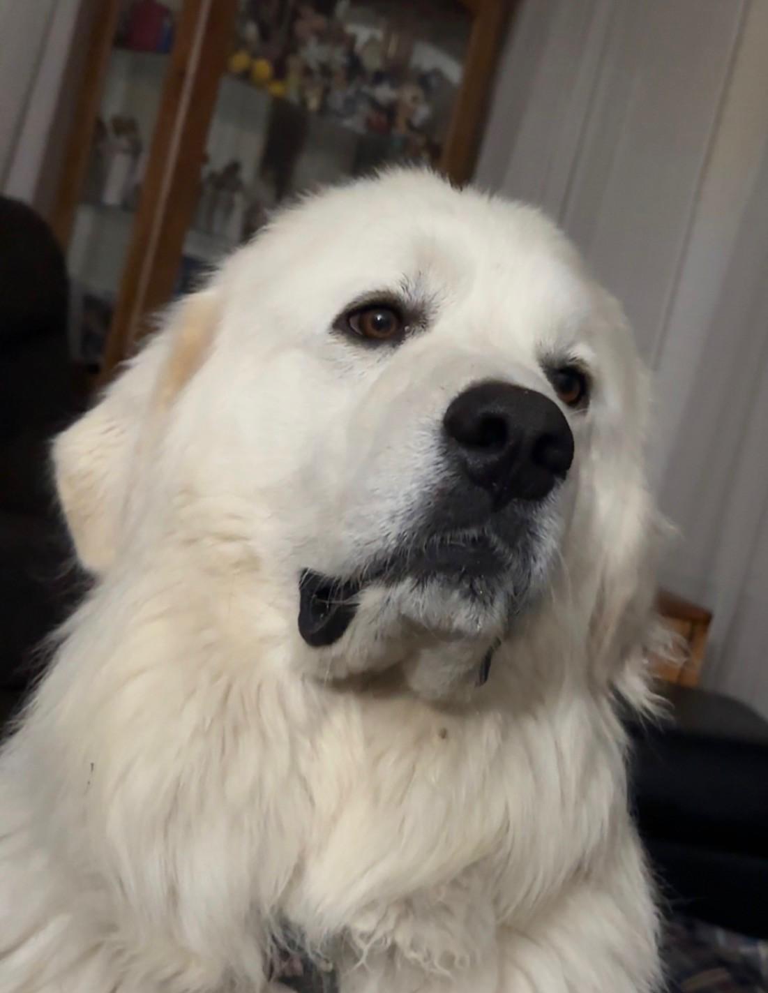 Avalanche, ADOPTABLE, Adult Male Great Pyrenees.