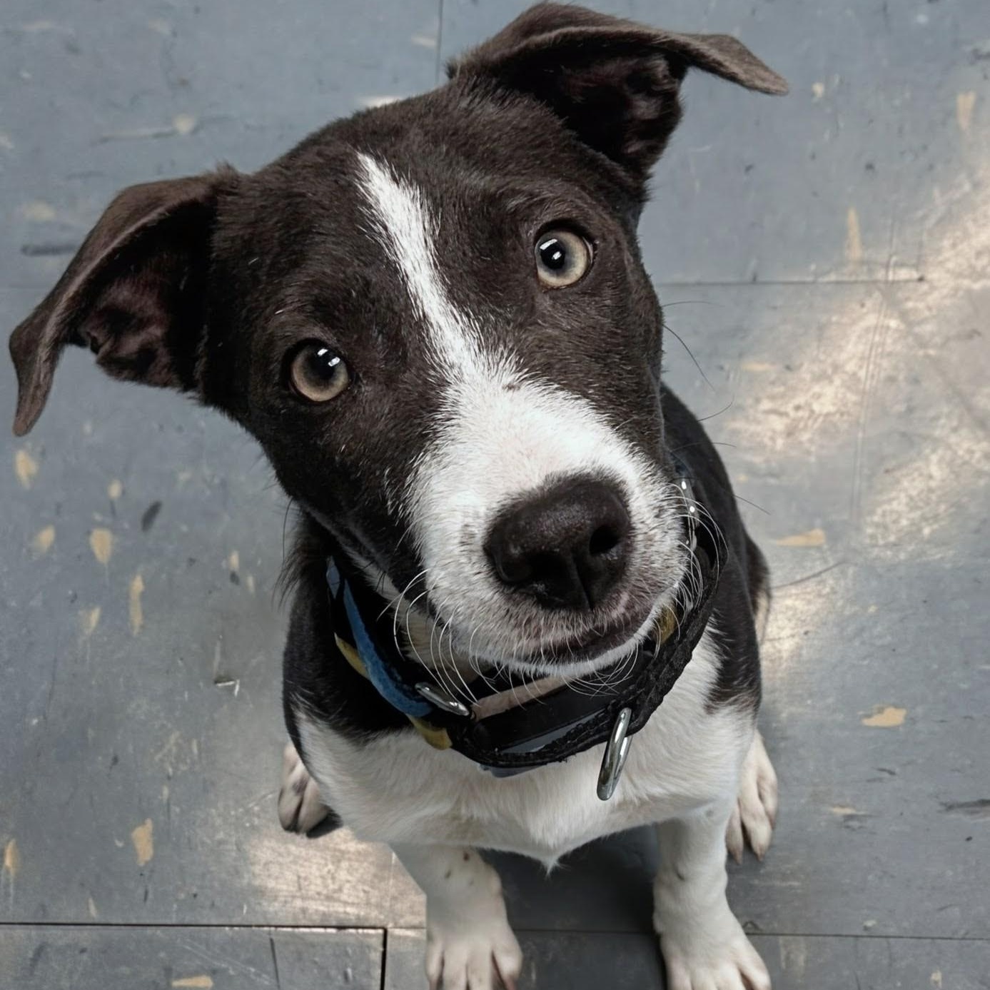 Lala, Adoptable, Puppy Female Terrier.