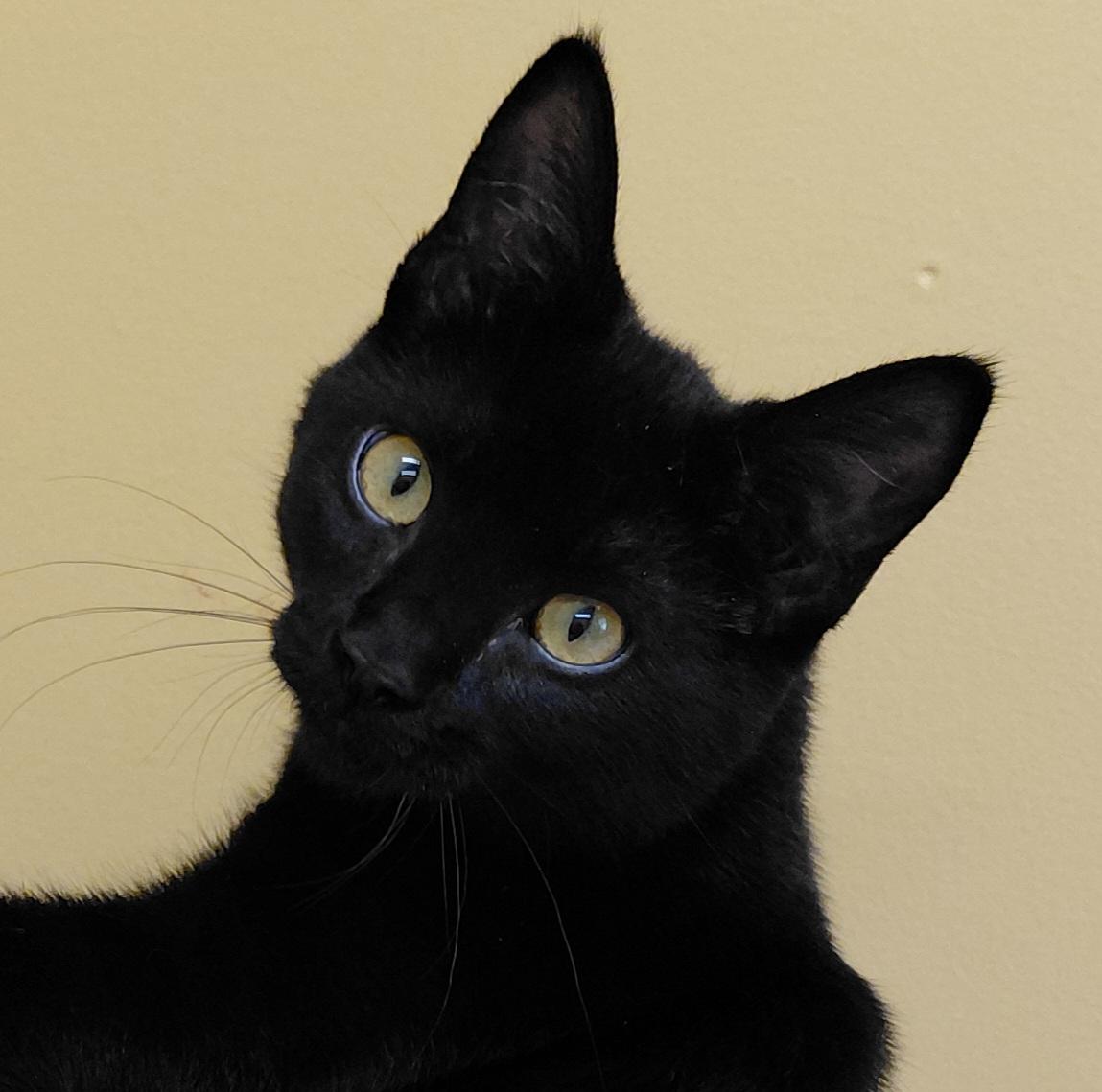 Anise, Adoptable, Kitten Male Domestic Short Hair.