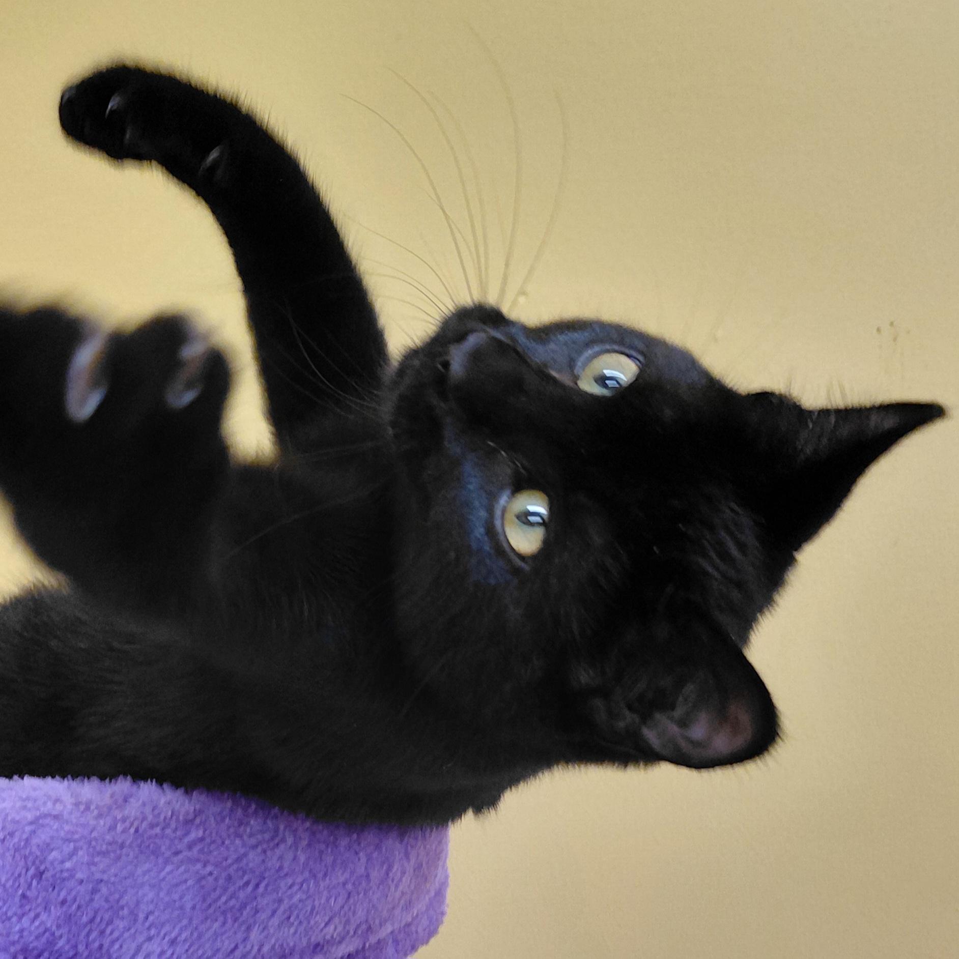 Enlarge Anise, a Adoptable Domestic Short Hair in Eugene, OR image 3/4