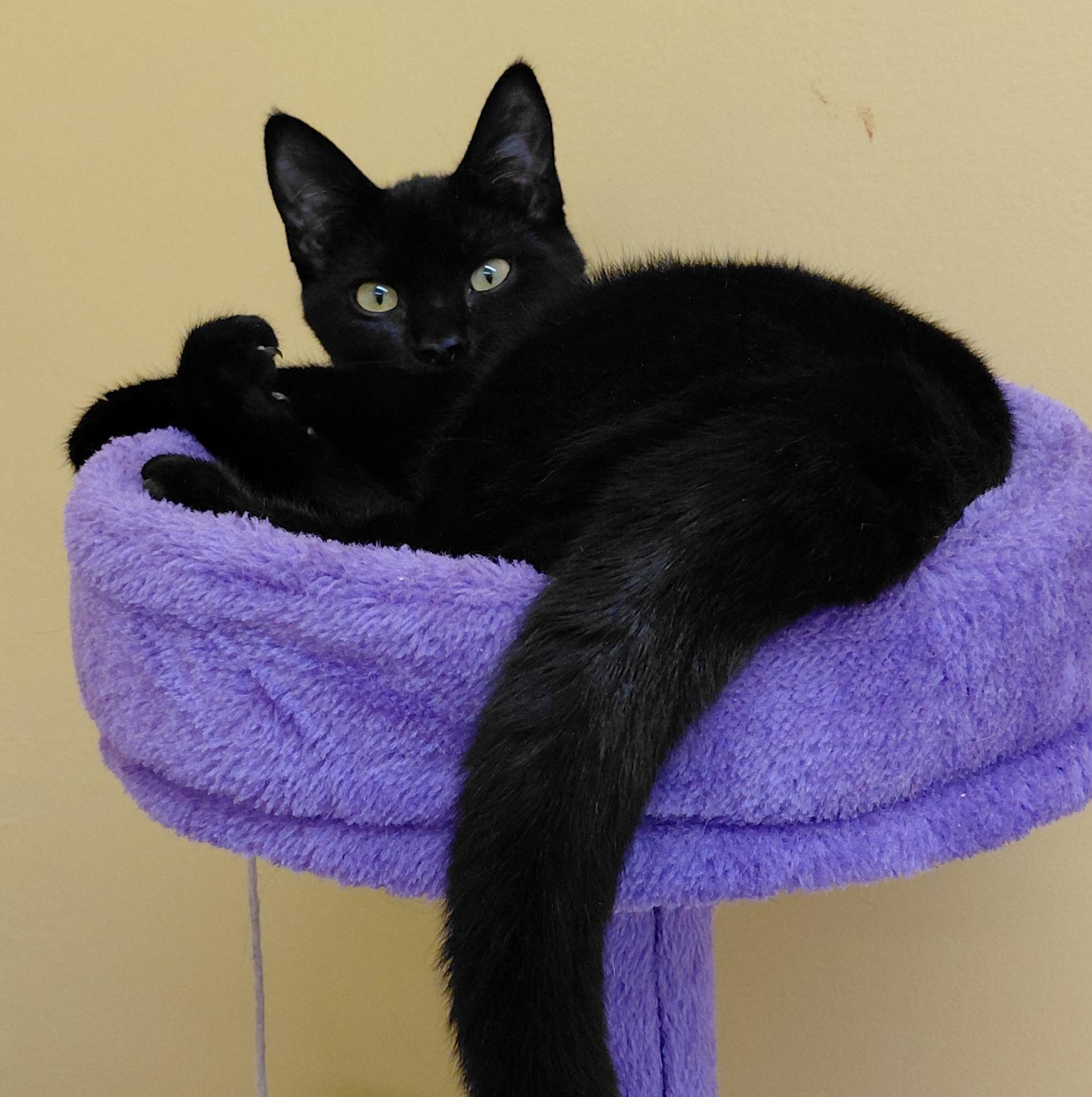 Enlarge Anise, a Adoptable Domestic Short Hair in Eugene, OR image 2/4