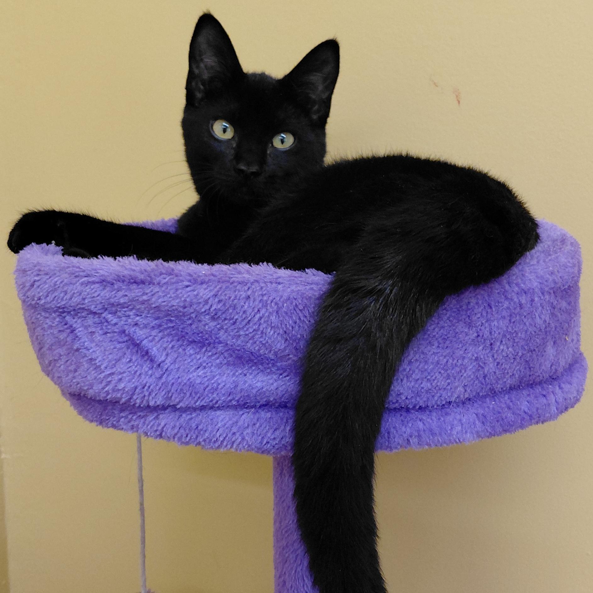 Enlarge Anise, a Adoptable Domestic Short Hair in Eugene, OR image 4/4
