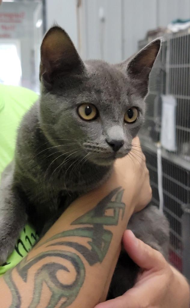 Malcom, Adoptable, Kitten Male Domestic Short Hair.