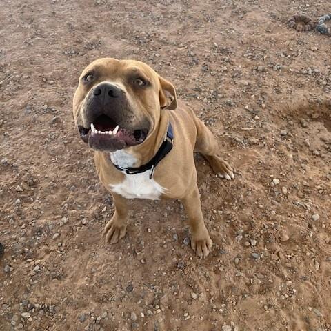 Franky, a Adoptable mixed breed in Bernalillo, NM image 1/6