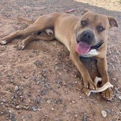 Franky, a Adoptable mixed breed in Bernalillo, NM image 2/6