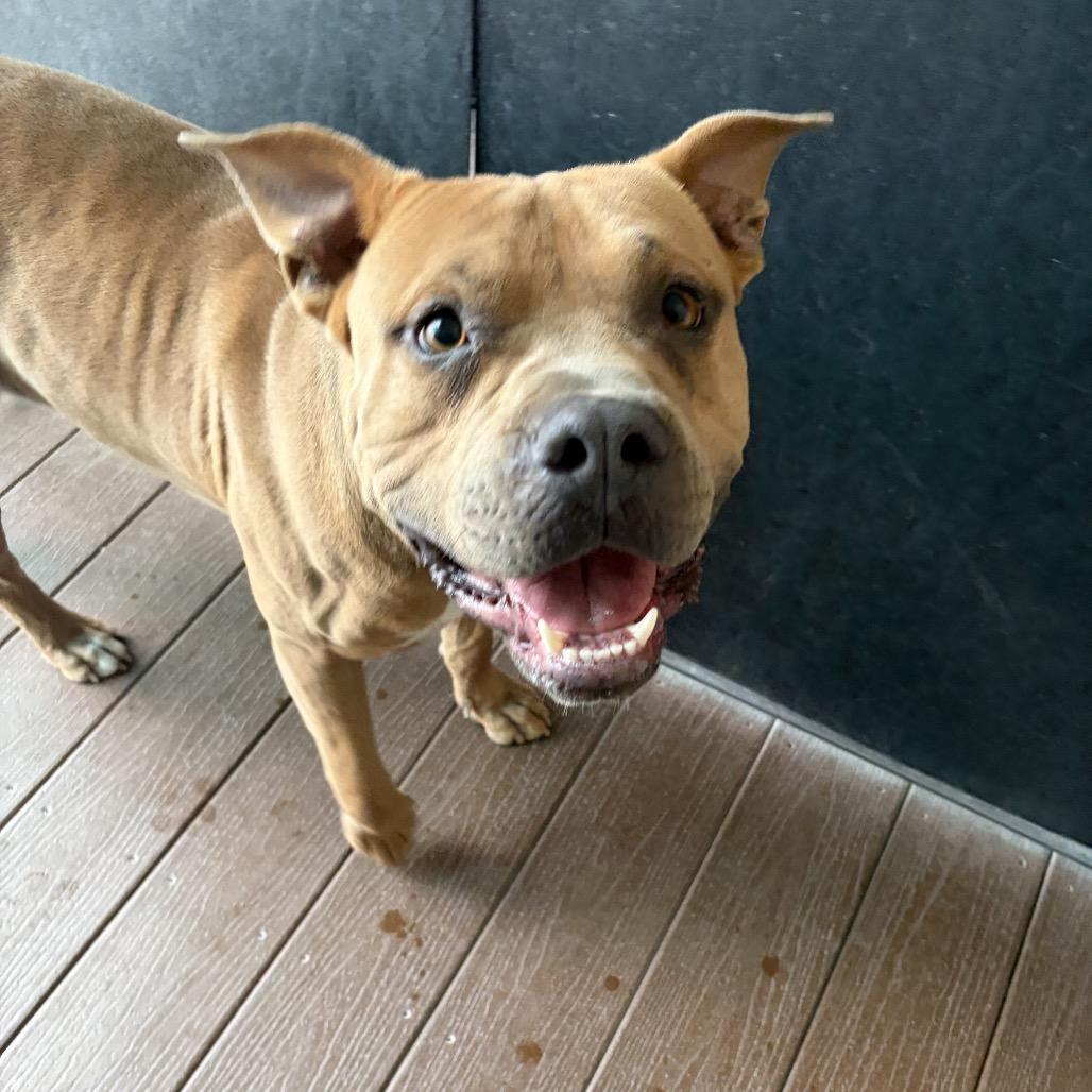 Franky, a Adoptable mixed breed in Bernalillo, NM image 5/6