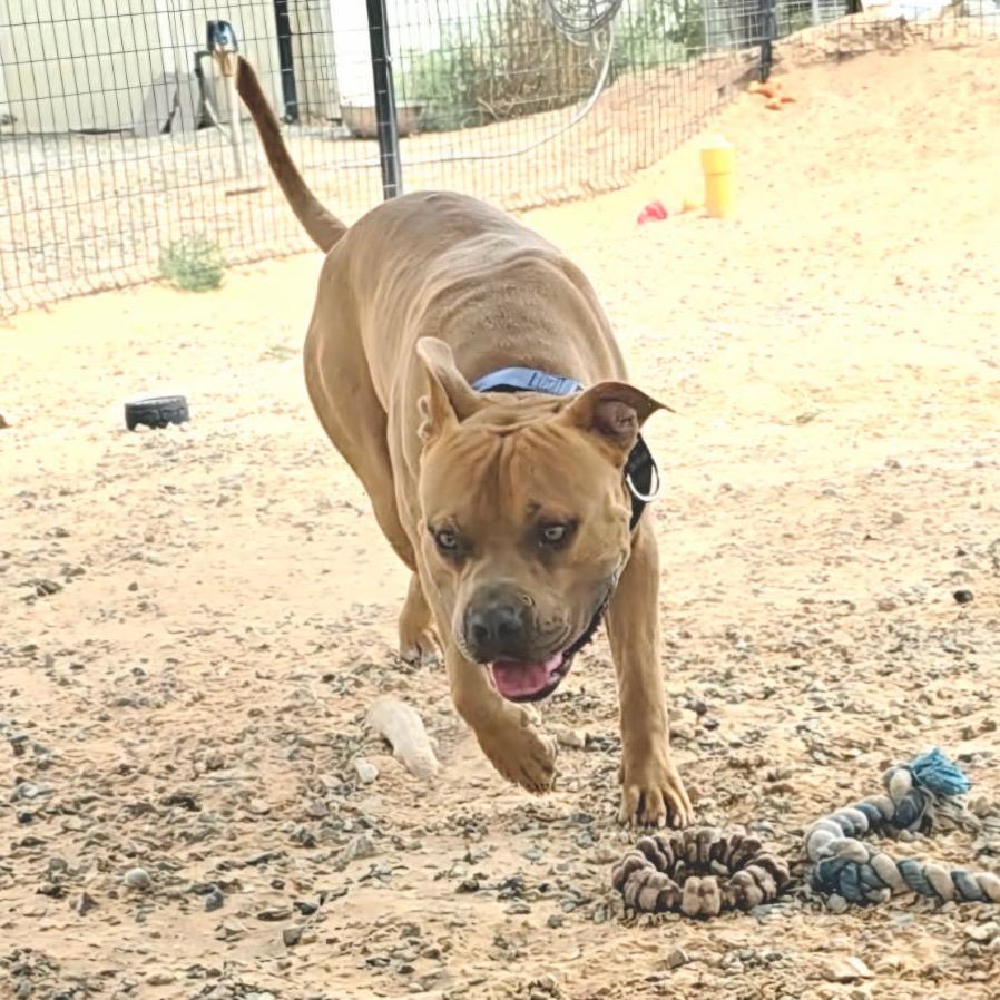 Franky, a Adoptable mixed breed in Bernalillo, NM image 6/6