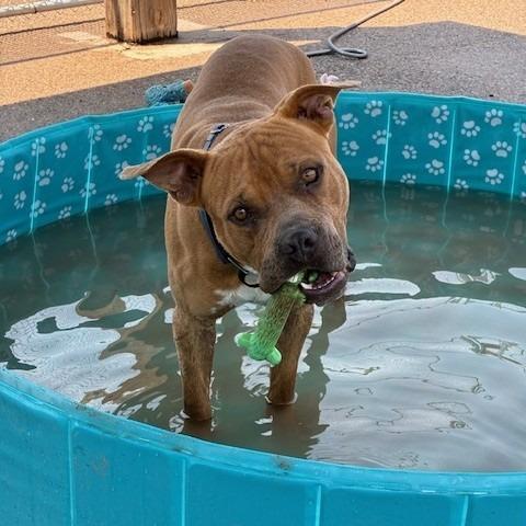 Franky, a Adoptable mixed breed in Bernalillo, NM image 3/6
