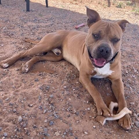 Franky, a Adoptable mixed breed in Bernalillo, NM image 4/6
