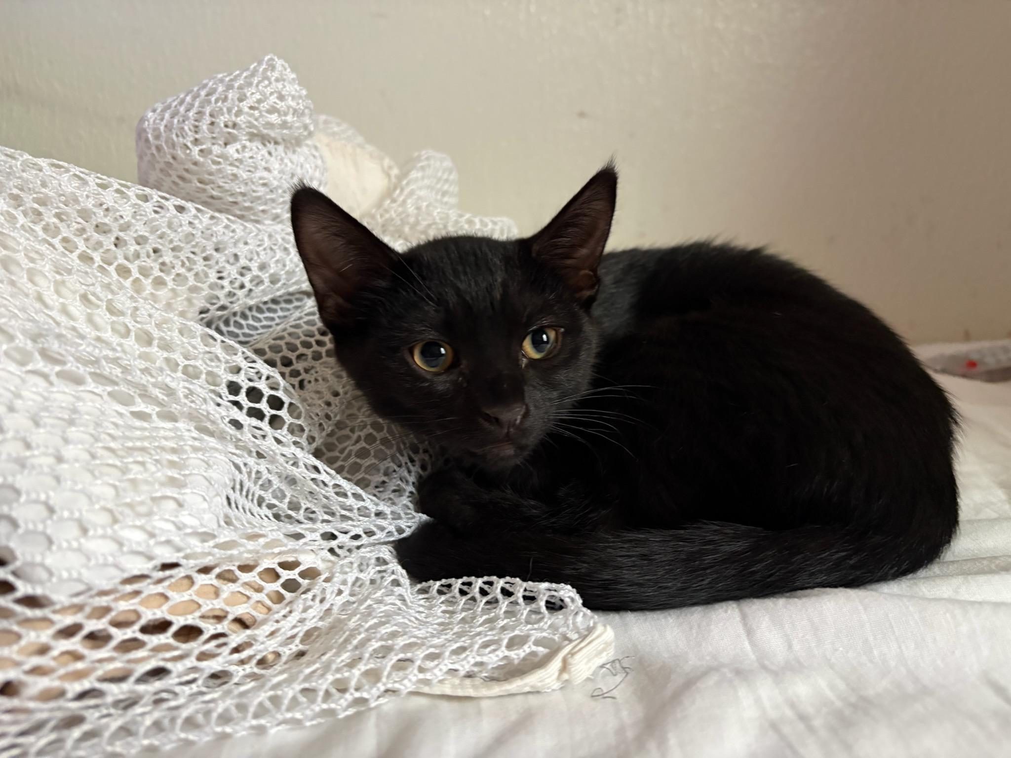 Enlarge Yankee, a Adoptable Domestic Short Hair in Gig Harbor, WA image 2/2