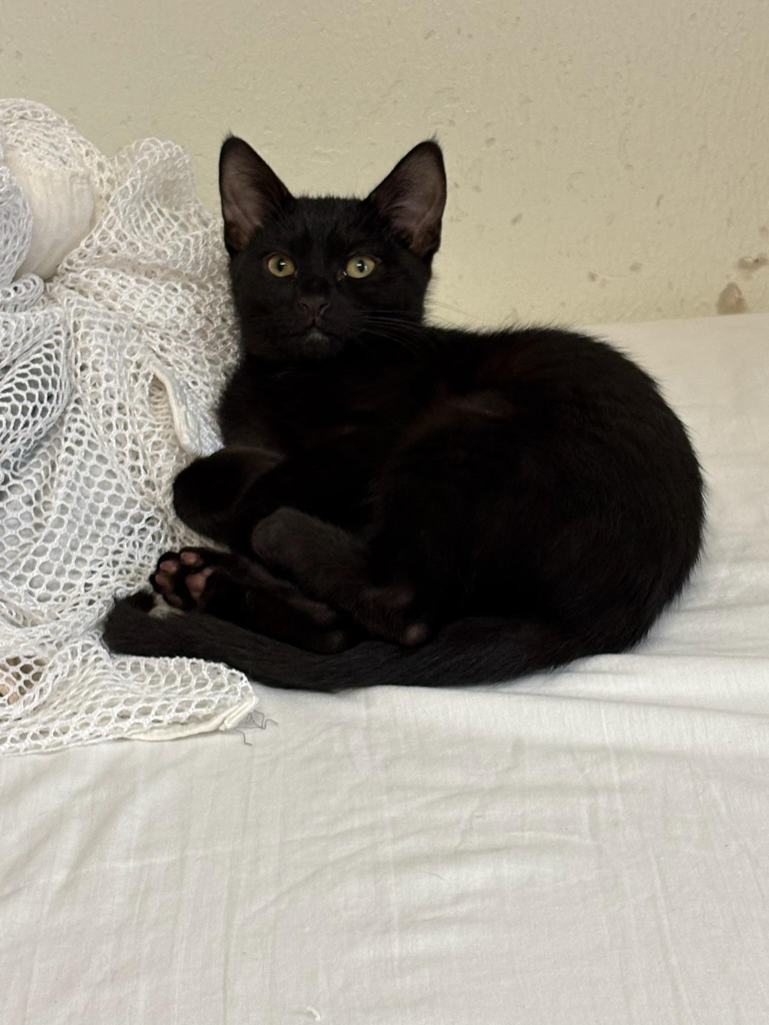 Yankee, Adoptable, Kitten Female Domestic Short Hair.