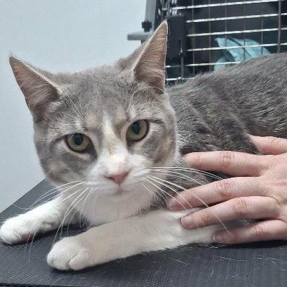 Doobie, Adoptable, Young Male Domestic Short Hair.