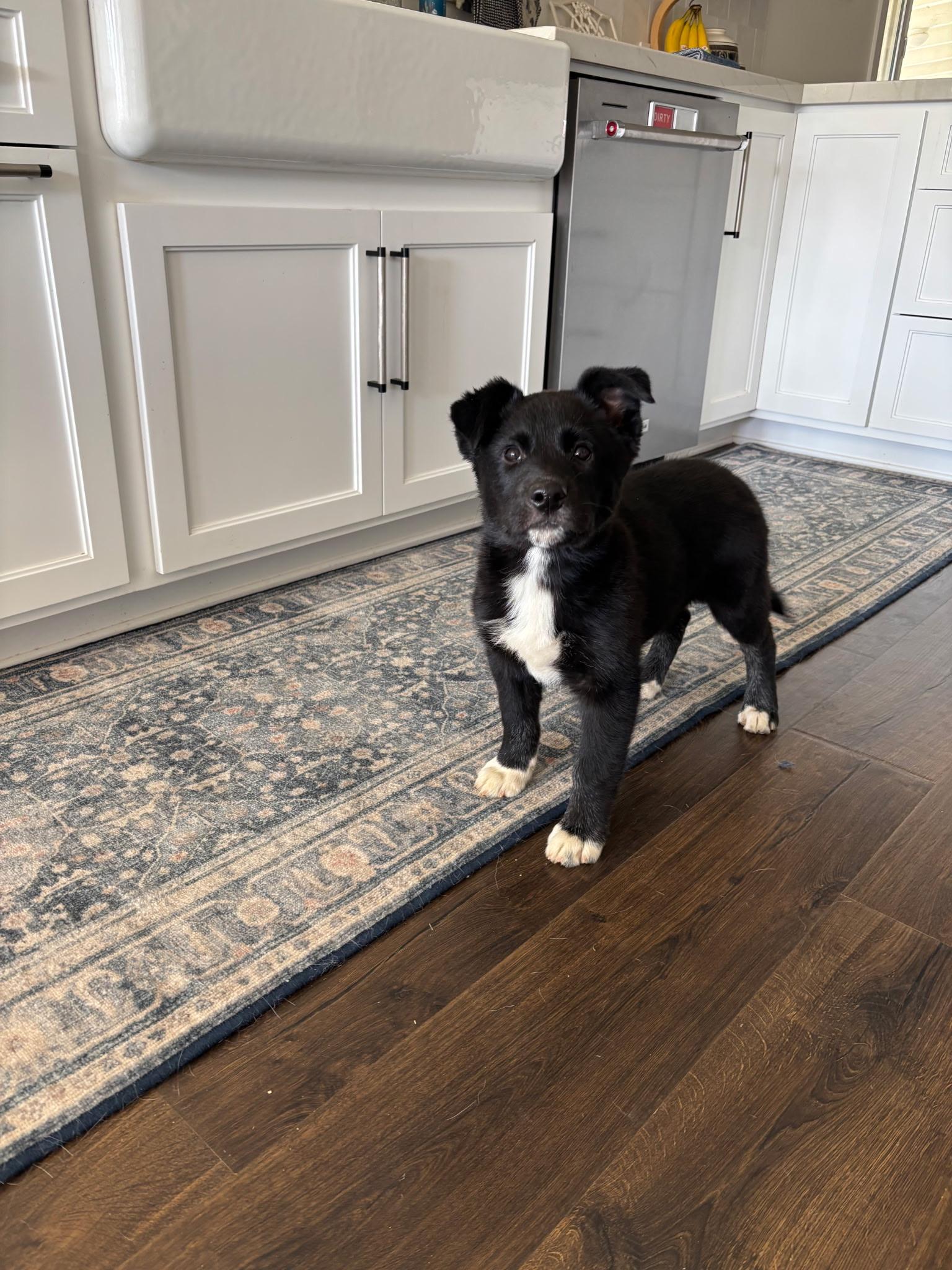 Enlarge Melanie, a Adoptable mixed breed in Weston, MA image 2/5