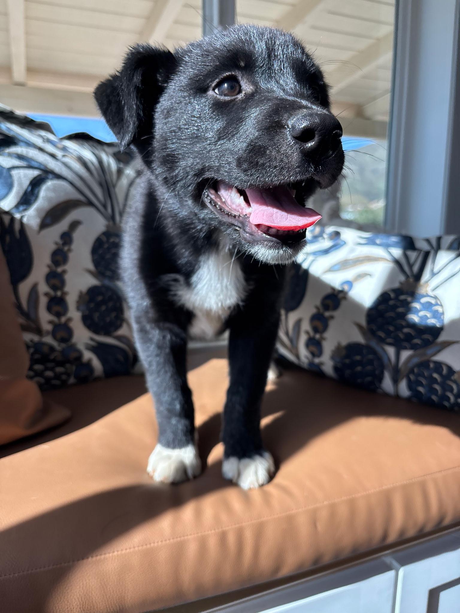 Enlarge Melanie, a Adoptable mixed breed in Weston, MA image 3/5