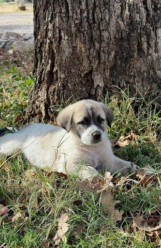 Mcintosh, Adoptable, Puppy Male Great Pyrenees.