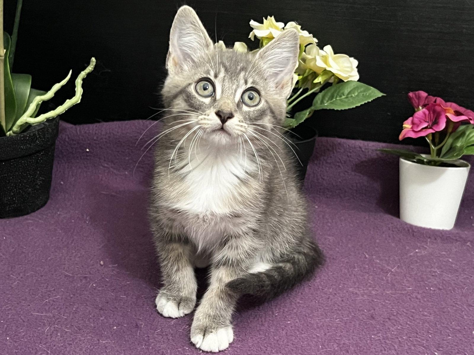Thomas, Adoptable, Kitten Male Tabby & Domestic Short Hair.